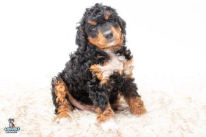Roxy 7wks 9819 1 300x200