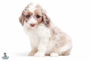 Scout 7wks 8987 300x200