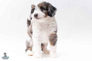 Shelby7wks 5260 300x200
