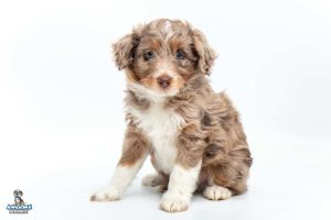 Snickerdoodle7wks 9184 300x200