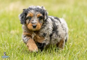 Tequila7wks47 300x208
