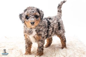 Treasure 7wks 9849 1 300x200