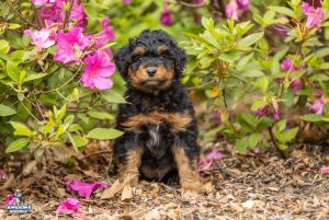 Zinnia7wks08 300x201