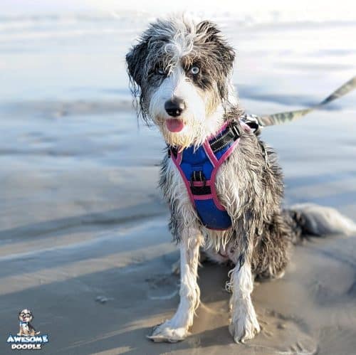 blue merle with white and blue eye and marble blue eye