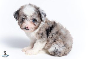 Leo7wks 9086 300x200