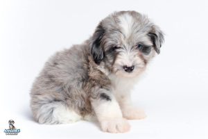Periwinkle7wks 9111 300x200