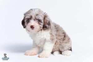 Skye7wks 9050 300x200