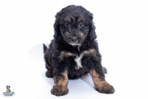 Willow 7wks 2989 300x200
