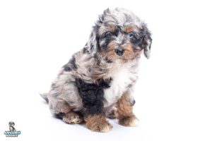 Arya 7wks 4671 300x200