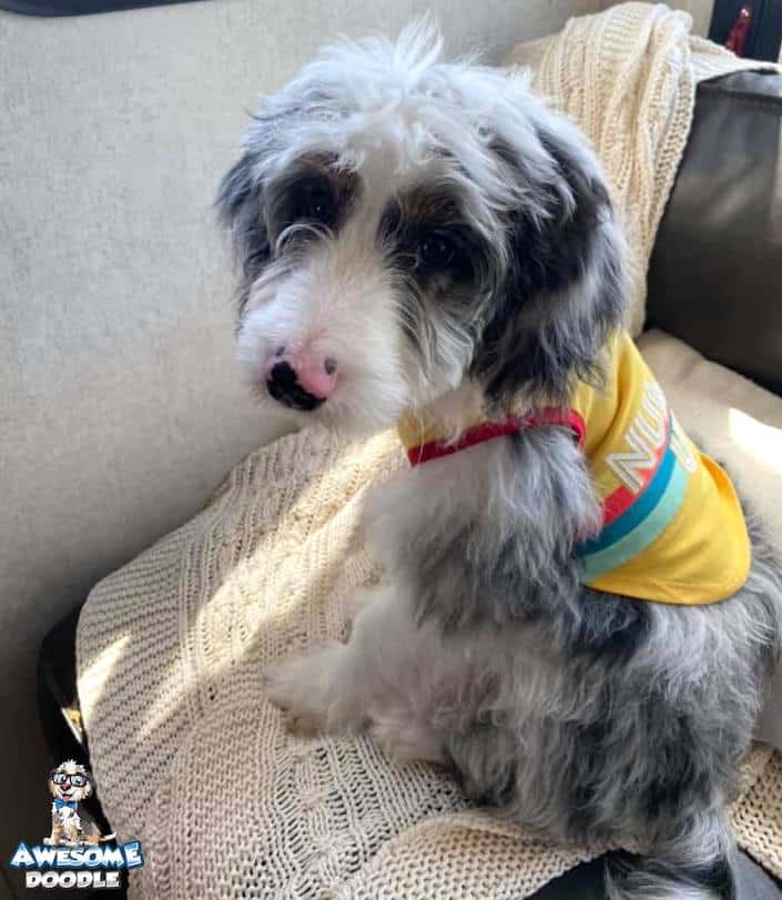 blue merle aussiedoodle puppy with pink speckled nose