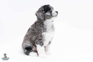 Boots 7wks897 300x200