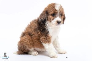 Cocoa 7wks 1202 300x200