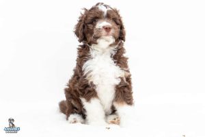 Cooper 7wks 0680 300x200