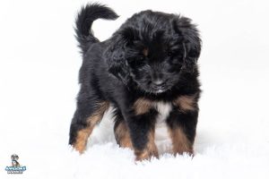 Maya 7wks 1000 300x200