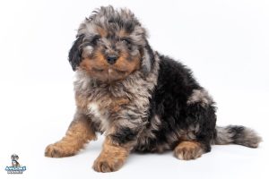 phantom blue merle bernedoodle