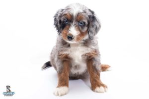 Rocco 7wks 4256 300x200