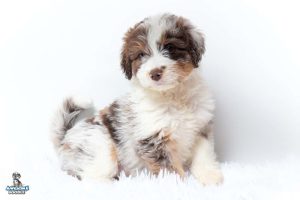 Ruby7wks 300x200