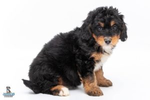 Scout 7wks 9192 300x200