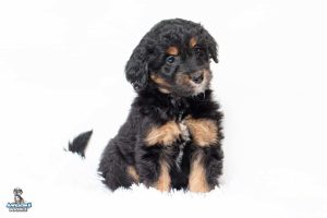 Stella 7wks 1032 300x200