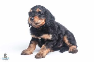 Arlo 7wks 0748 300x200