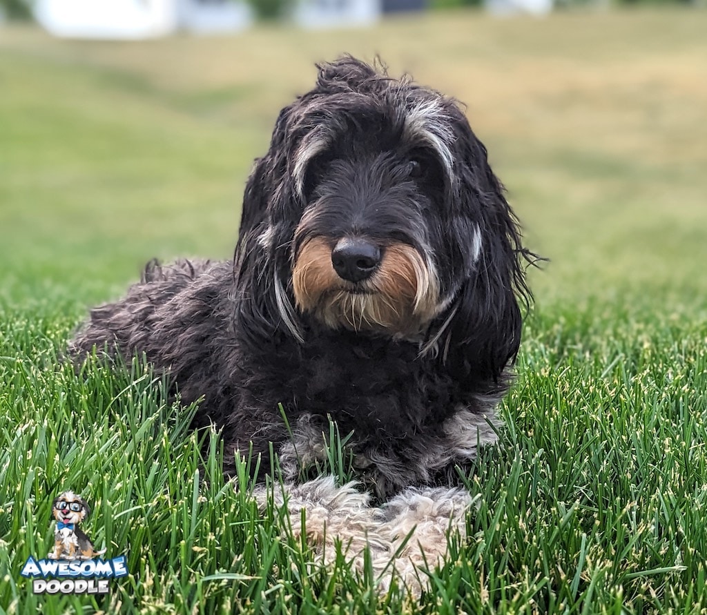 adult-black-phantom-aussiedoodle-outside