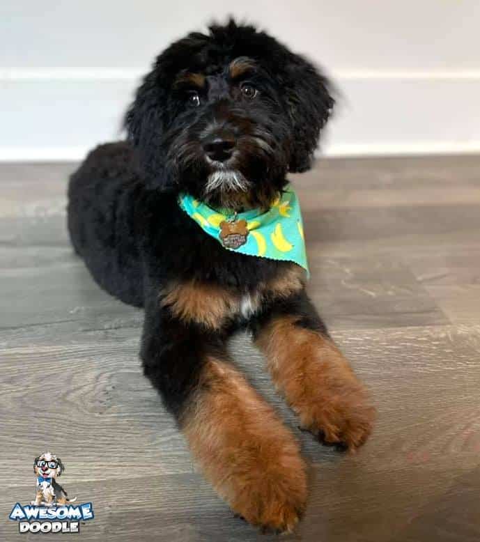 phantom aussiedoodle puppy after new groom