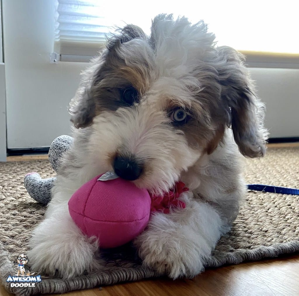 blue merle aussiedoodle puppy with one blue eye