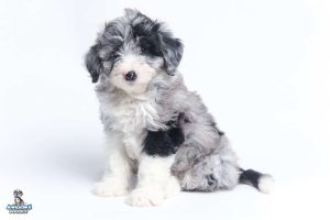 Coco 7wks 0775 1 300x200