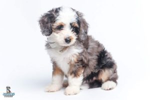 Cora 7wks 0671 1 300x200