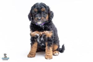 Darphrey 7wks 1809 300x200