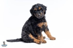 Duncan 7wks 1838 300x200