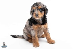 Kida 7wks 3659 300x200