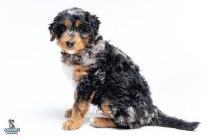 Milo 7wks 1828 300x200