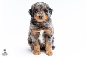 Milo 7wks 1849 300x200