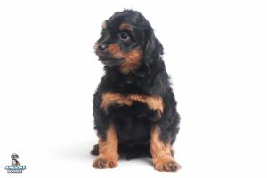 Mocha 7wks 0405 300x200