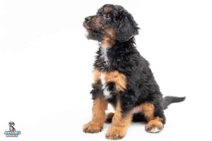 Murphy 7wks 7671 300x200
