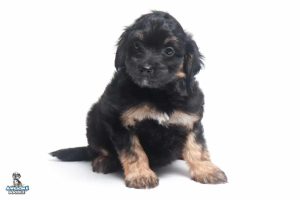 Phoebe 7wks 0427 300x200