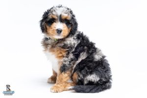 Rudy 7wks 1855 300x200