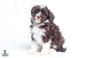 Scout 7wks 0821 300x200