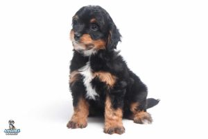 Teddy 6wks 0361 300x200