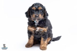Winstonschmidt 7wks 1824 300x200