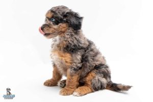 Zeke 7wks 3650 300x200