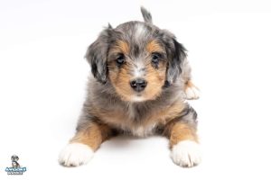Arya 7wks 2183 300x200