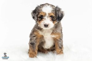 Chip 7wks 0056 300x200