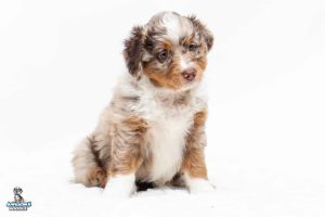 Daisy 7wks 9681 300x200