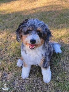 blue merle adult aussiedoodle