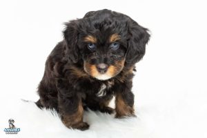 Nikki 7wks 0030 300x200