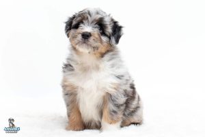 Panda 7wks 9599 300x200