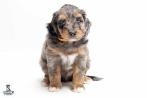 Rezzy 7wks 2145 300x200