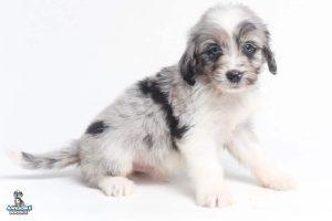 Barkley 7wks 0684 300x200